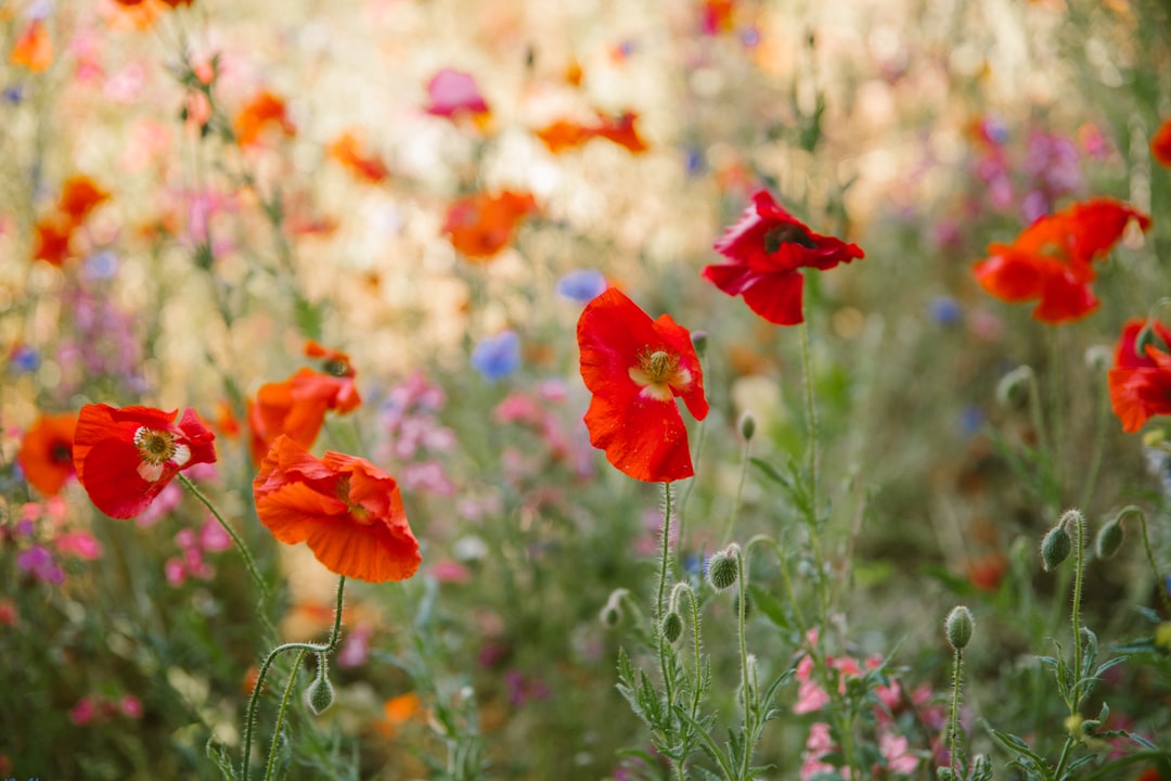 a field full of red and orange flowers a field full of red and orange flowers